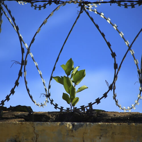 A Prison Wall With A Leaf Growing On It