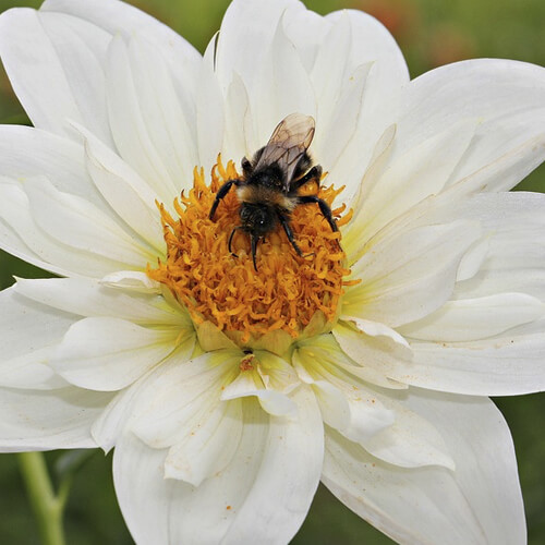A Bee Collecting Pollen From A White Flower