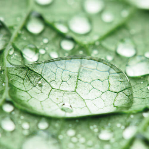 A Leaf With Droplets Of Water