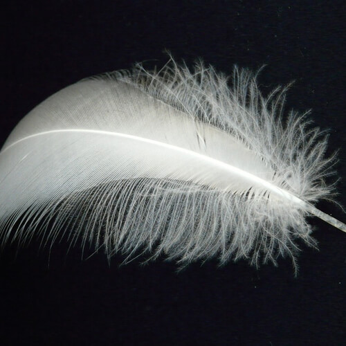 A White Feather On A Black Background