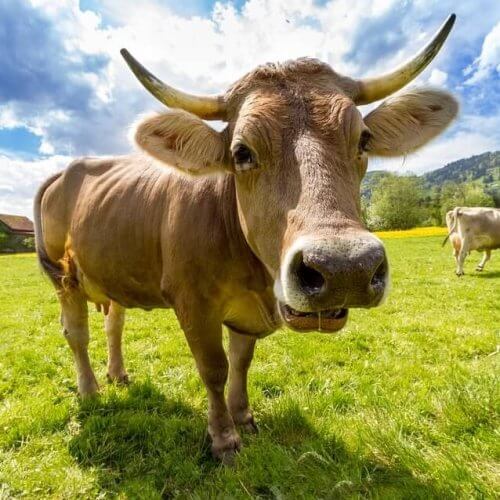 A Zoomed In Picture Of A Cow In A Field