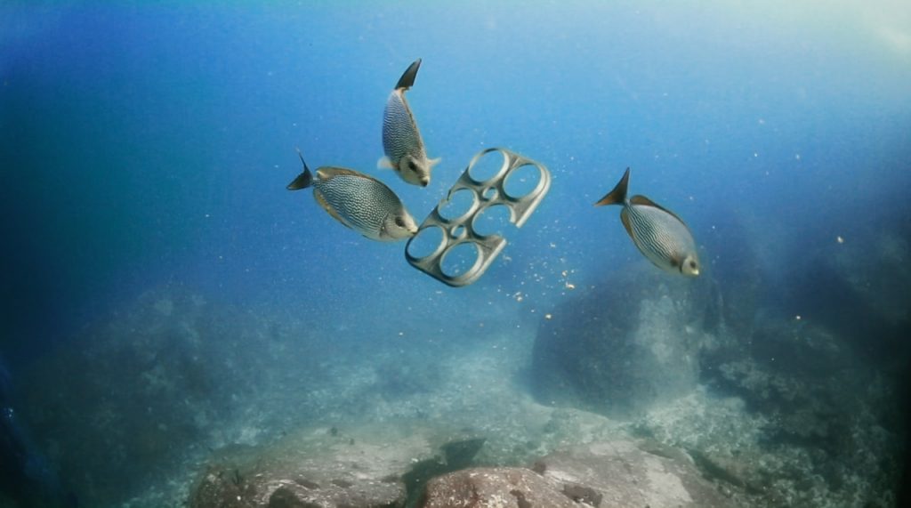 Fish Inspecting A Recyclable Drink Ring Package