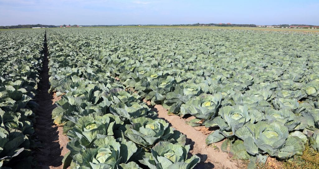 Cabbage Crops Lined Up In A Field