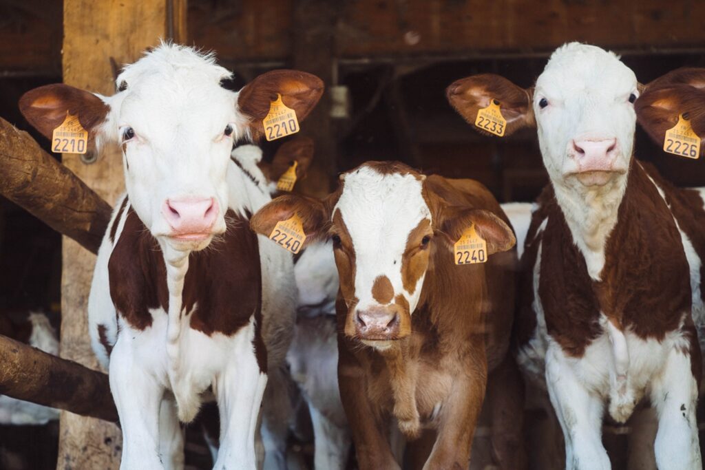 A Group Of Brown & White Cows